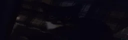Oregon Rex cats for sale: Kitten in Milton Keynes - Advert 4