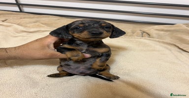 Miniature Dachshund dogs - Advert 9