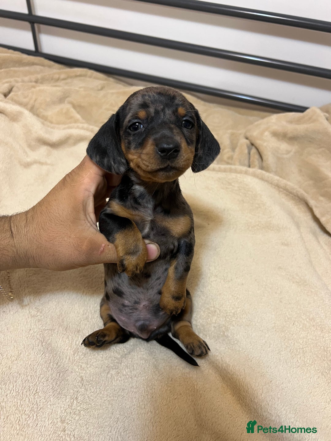 Miniature Dachshund dogs for sale: Miniature Dachshund KC ready now  - Image 5