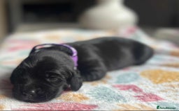 Labradoodle dogs for sale: Miniature Labradoodles  - Image 2