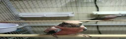 Parakeets birds for sale: Rosa Bourke and a normal Bourke parakeets  - Advert 6