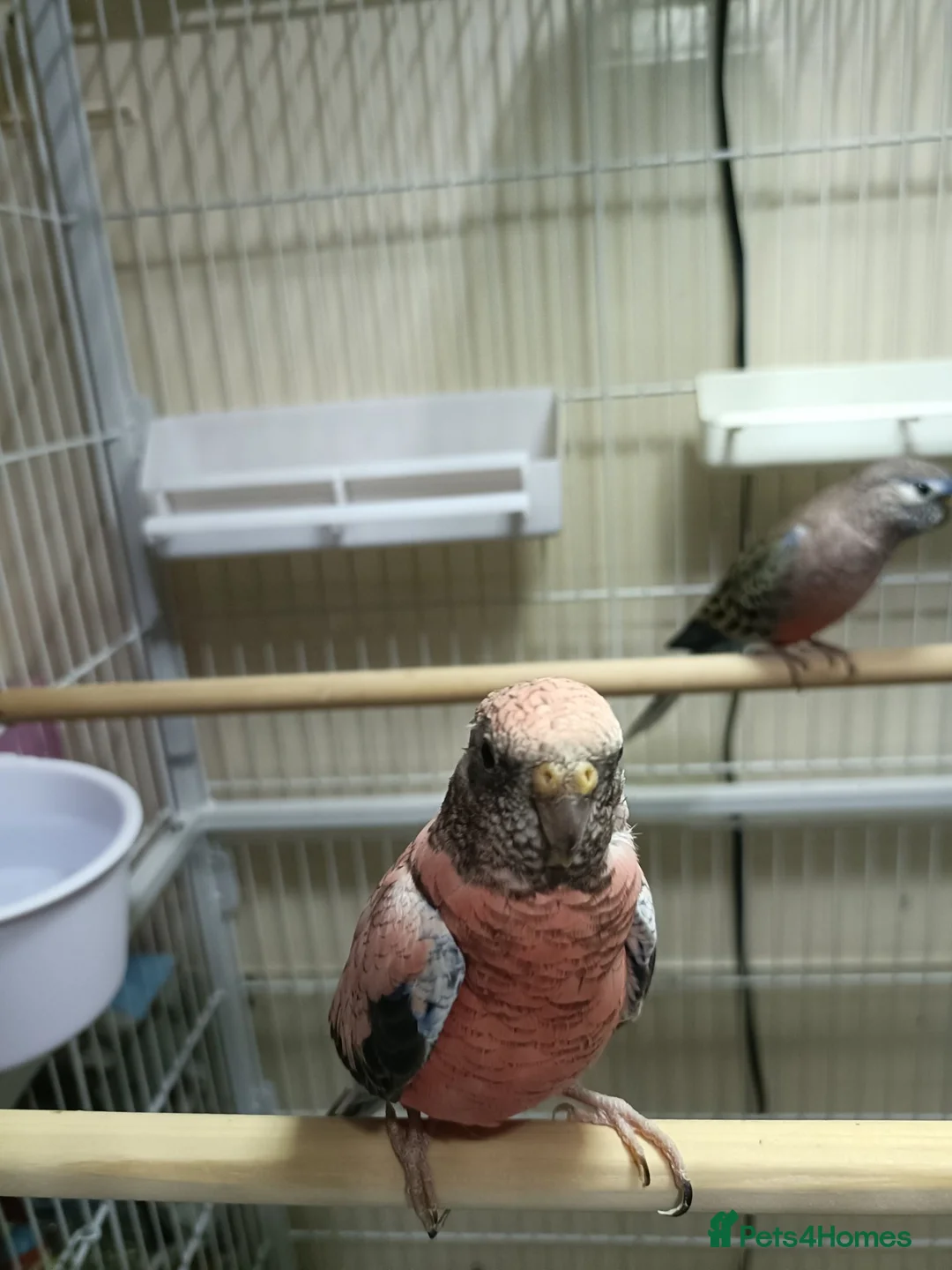 Parakeets birds for sale: Rosa Bourke and a normal Bourke parakeets  - Advert 6