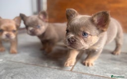 French Bulldog dogs for sale: Fluffy French Bulldogs/DNA Tested Parents  - Image 16