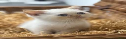 Exotic cats for sale: flame point exotic male - Advert 5
