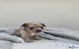 Chiweenie dogs for sale: ** chiweenie puppies  in Worcester - Image 13