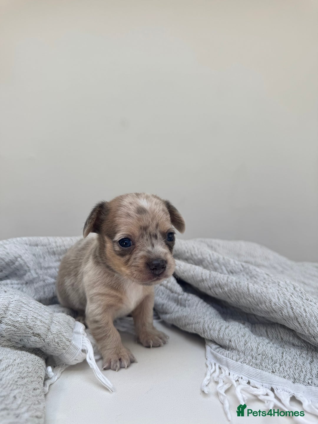 Chiweenie dogs for sale: ** chiweenie puppies  in Worcester - Image 13