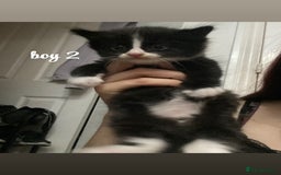 Mixed Breed cats for sale: beautiful kittens for sale(deposit required) - Image 6