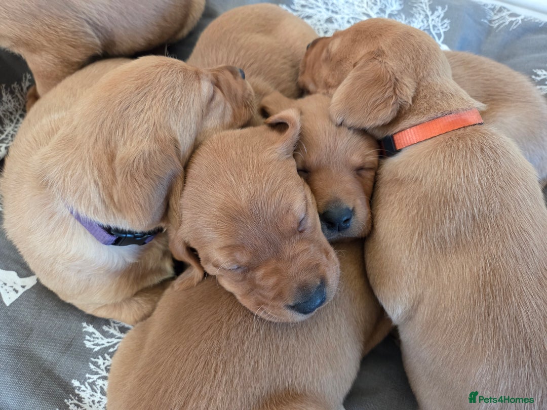 Labrador Retriever dogs for sale: Stunning Red fox labrador puppies  - Advert 10