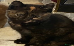 Mixed Breed cats for sale: Friendly kittens ginger boy and  torty girl - Image 2