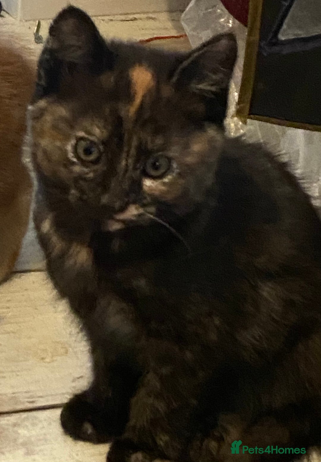 Mixed Breed cats for sale: Friendly kittens ginger boy and  torty girl - Image 2