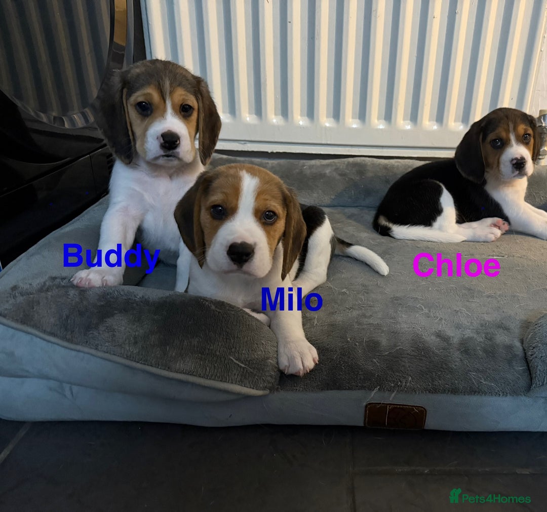 Beagle dogs for sale: Beagle puppies - Image 1