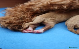 Aussiedoodle dogs for sale: Australian Labradoodles  in Middlesbrough - Image 10
