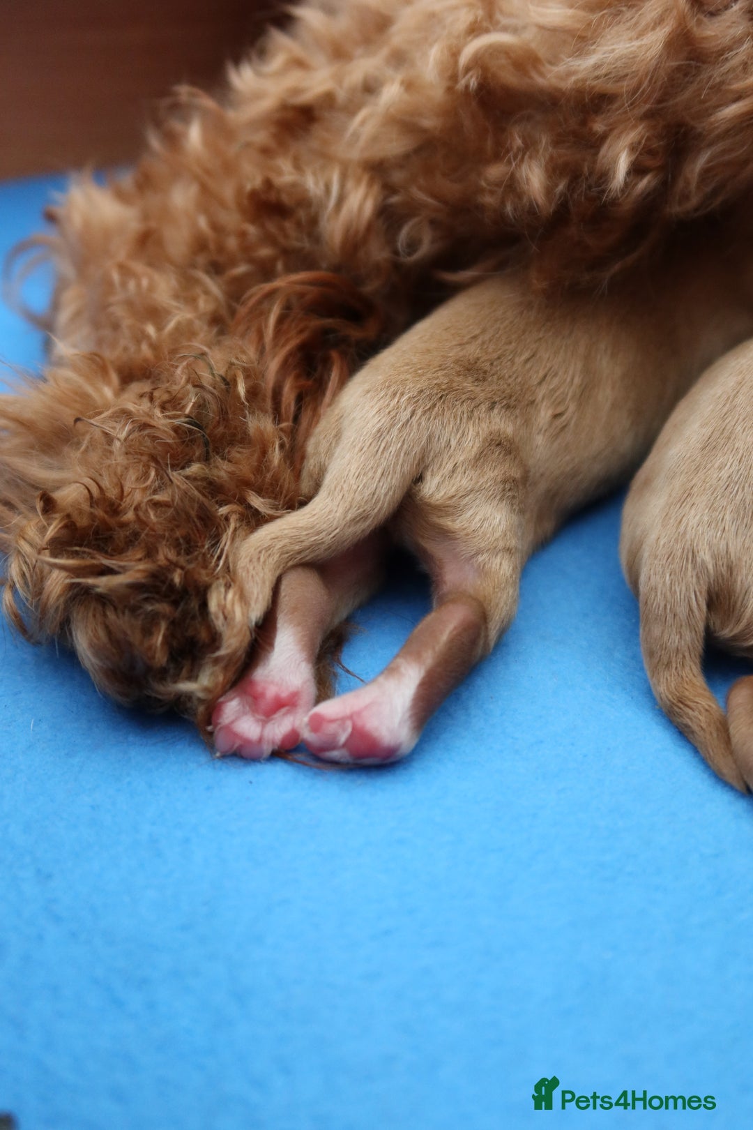 Aussiedoodle dogs for sale: Australian Labradoodles  in Middlesbrough - Image 10