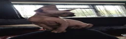 Sphynx cats for sale: Sphinx kitten for rehoming  in Grimsby - Advert 10