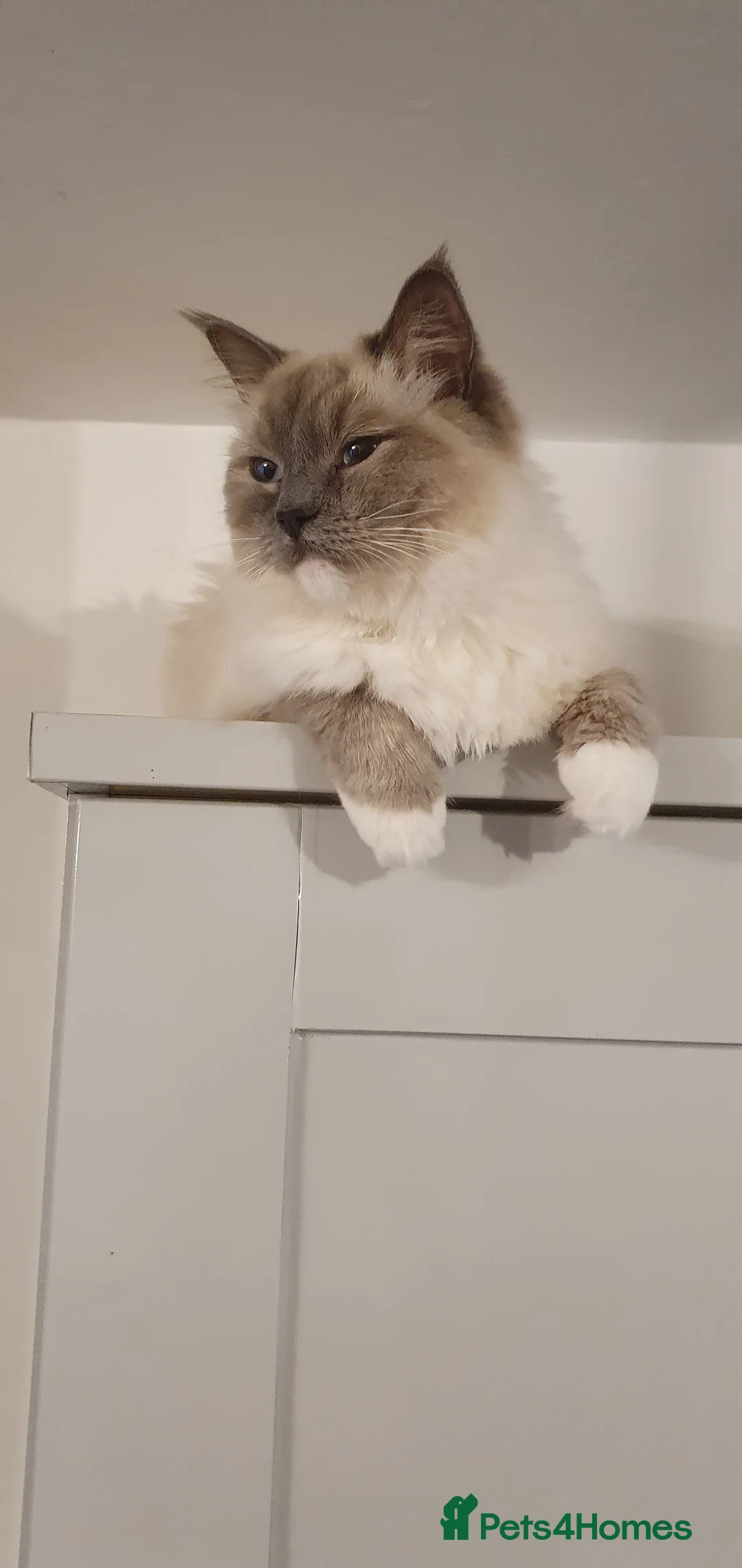 Ragdoll cats for sale: Tabby ragdoll x - Advert 2