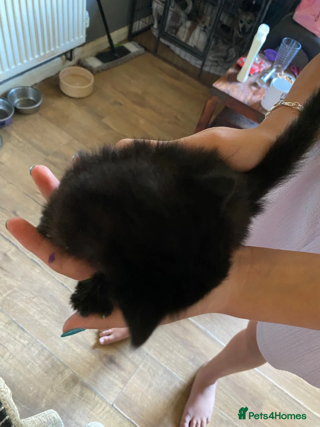Mixed Breed cats for sale: Bombay x Siamese - Advert 7