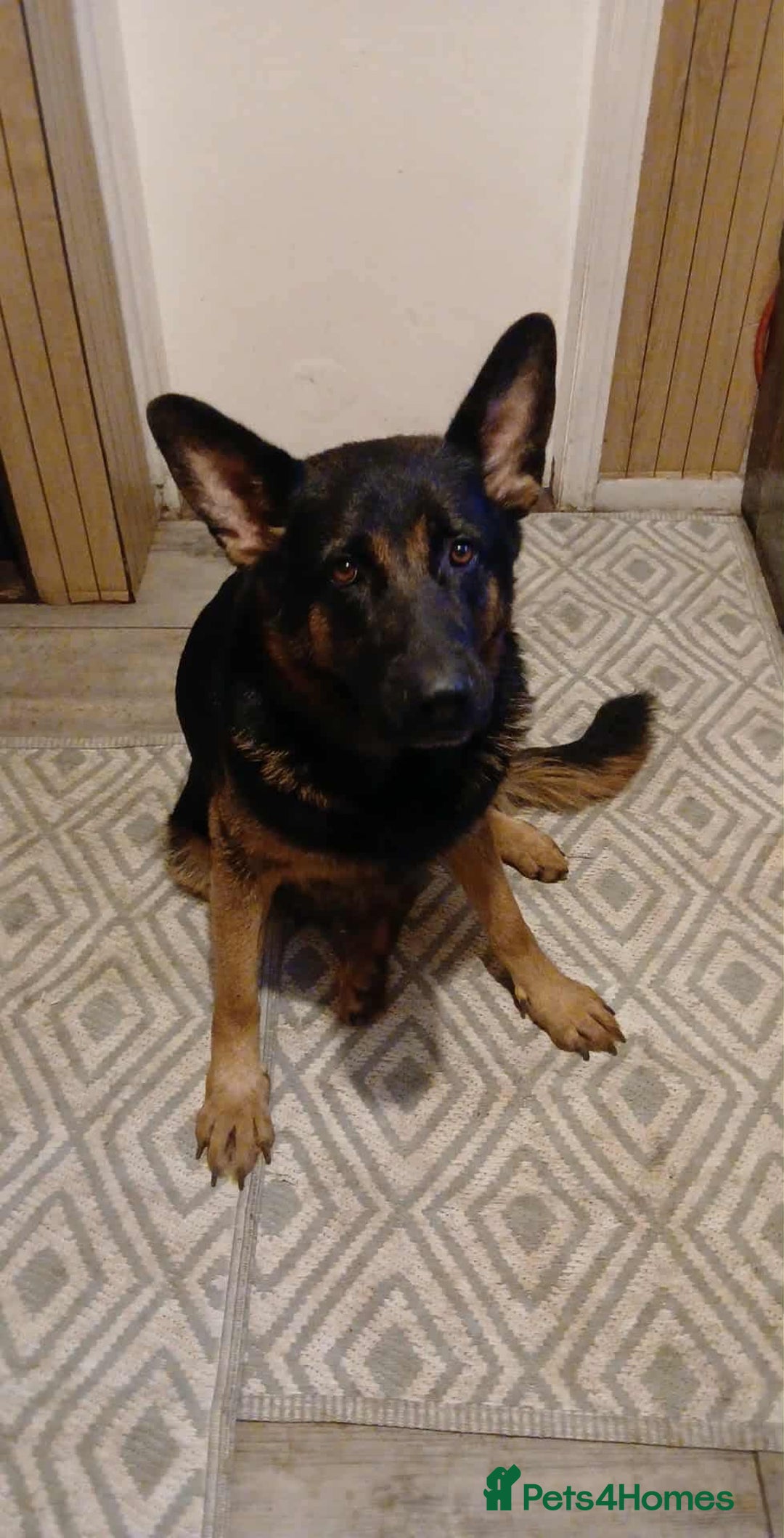 German Shepherd dogs for sale: Puppies - Image 4