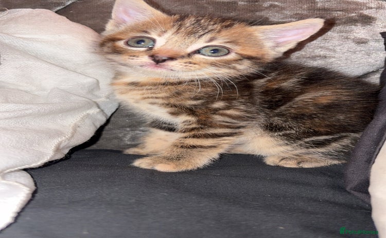 Mixed Breed cats - Advert 5
