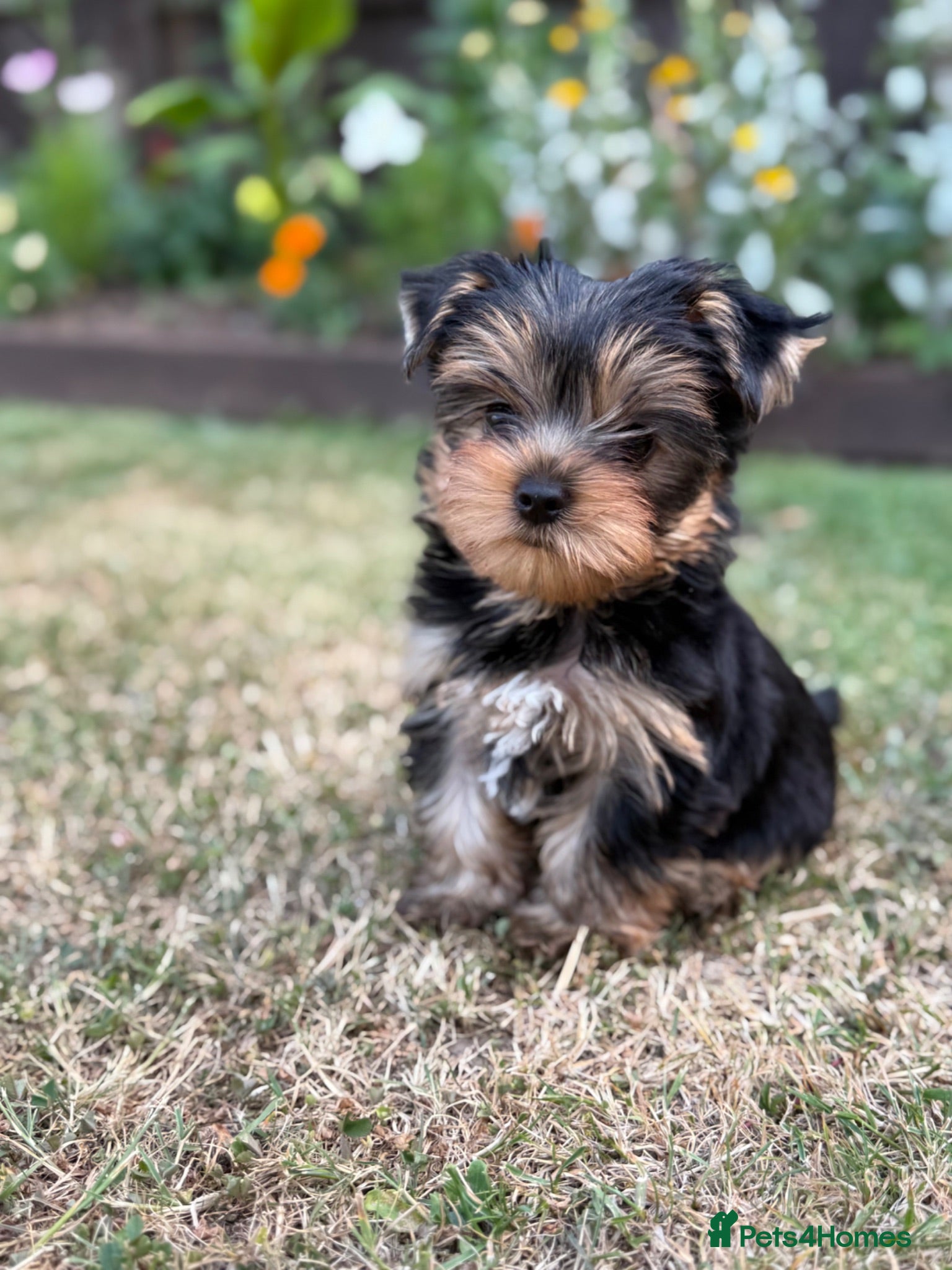 Yorkshire Terrier dogs Kc registered Yorkshire terrier puppies - Advert 1