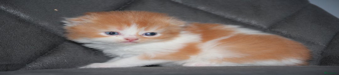 Scottish Fold Kitten 2