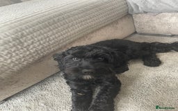 Cockapoo dogs for sale: Cockapoo 10 months old Puppy - Image 3