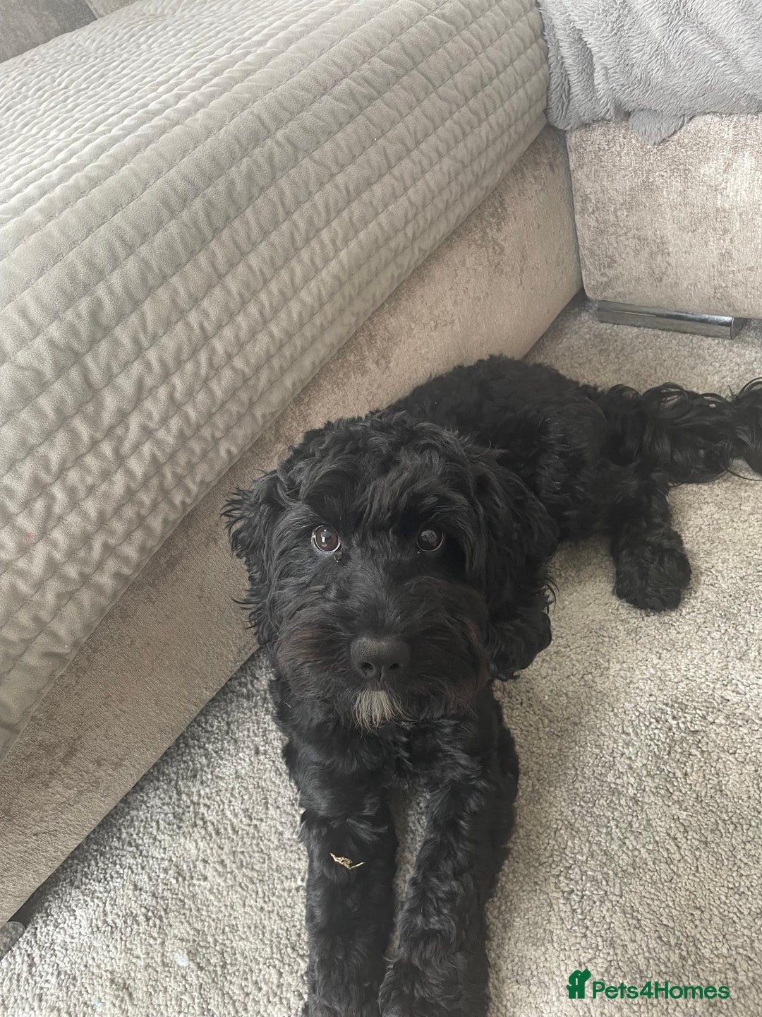 Cockapoo dogs for sale: Cockapoo 10 months old Puppy - Image 3