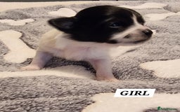 Chihuahua dogs for stud: Stud long haired white Chihuahua  in Coatbridge - Image 17