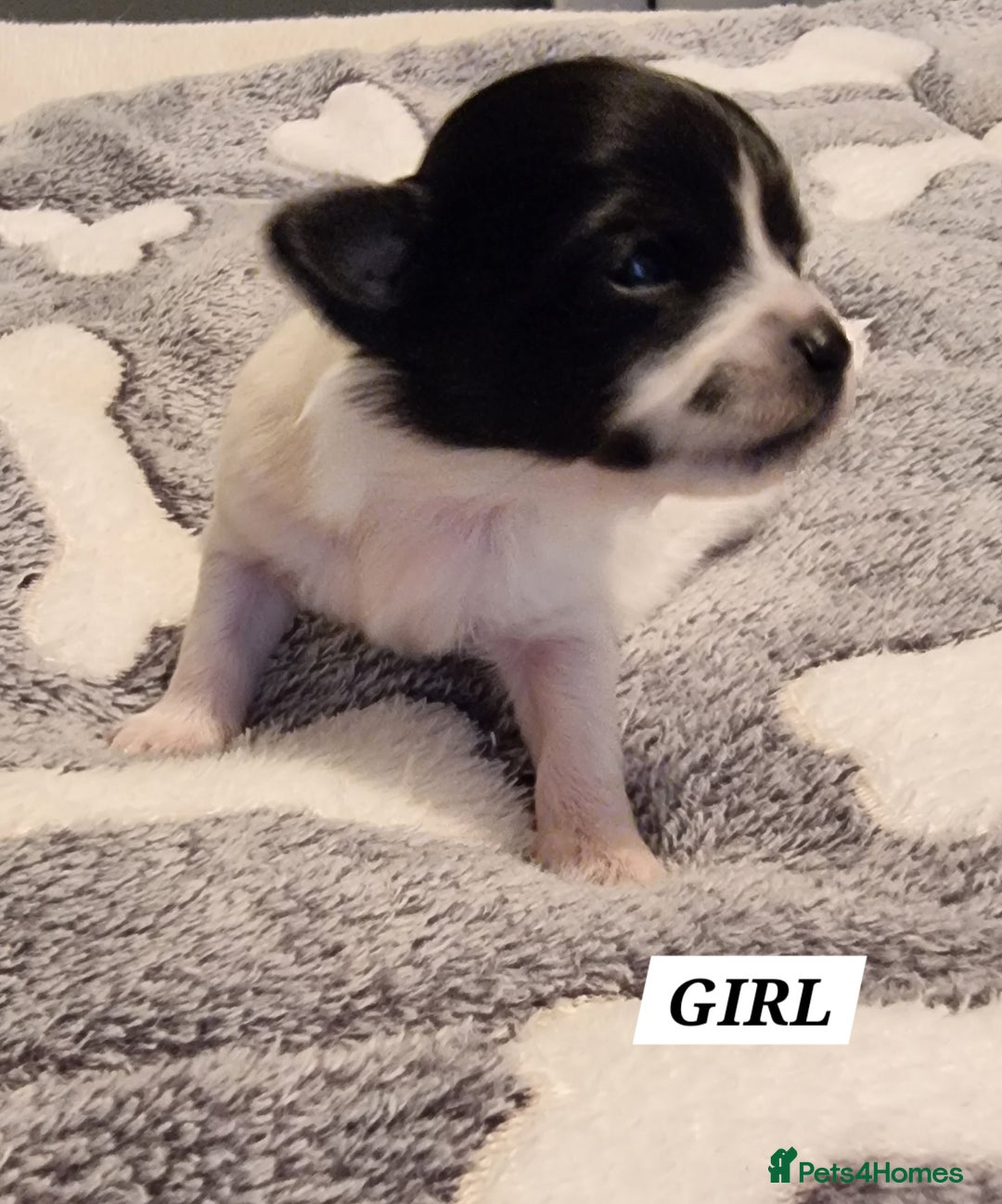 Chihuahua dogs for stud: Stud long haired white Chihuahua  in Coatbridge - Image 17