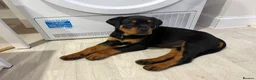 Rottweiler dogs for sale: Rottweiler male - Advert 1