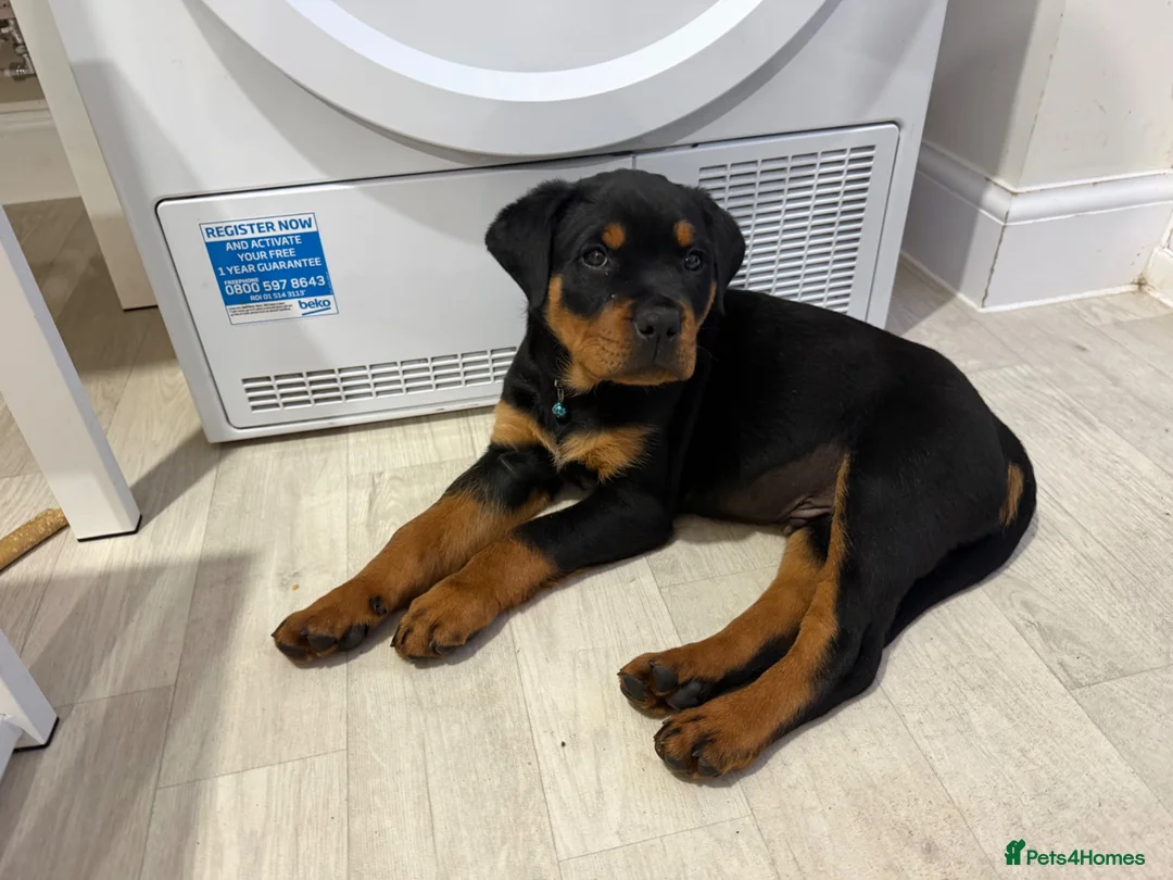 Rottweiler dogs for sale: Rottweiler male - Advert 1
