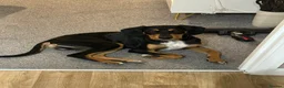 Mixed Breed dogs for sale: Walter - Advert 15