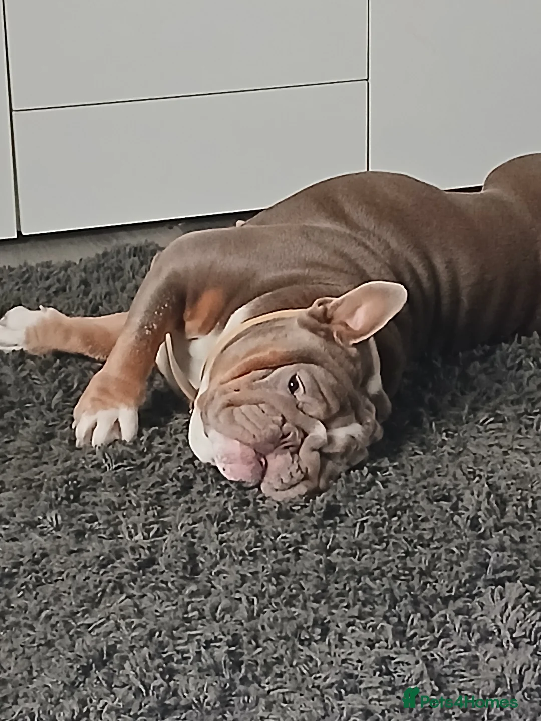 English Bulldog dogs for sale: English bulldog  - Advert 3