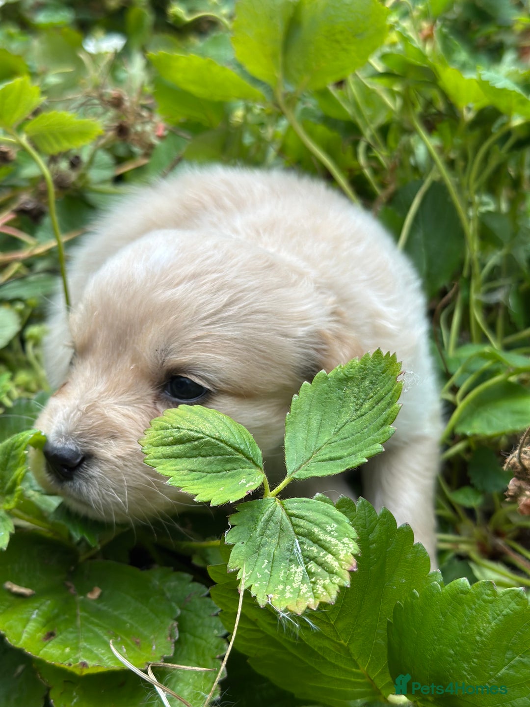 Mixed Breed dogs for sale: Naturally reared pups - Image 14