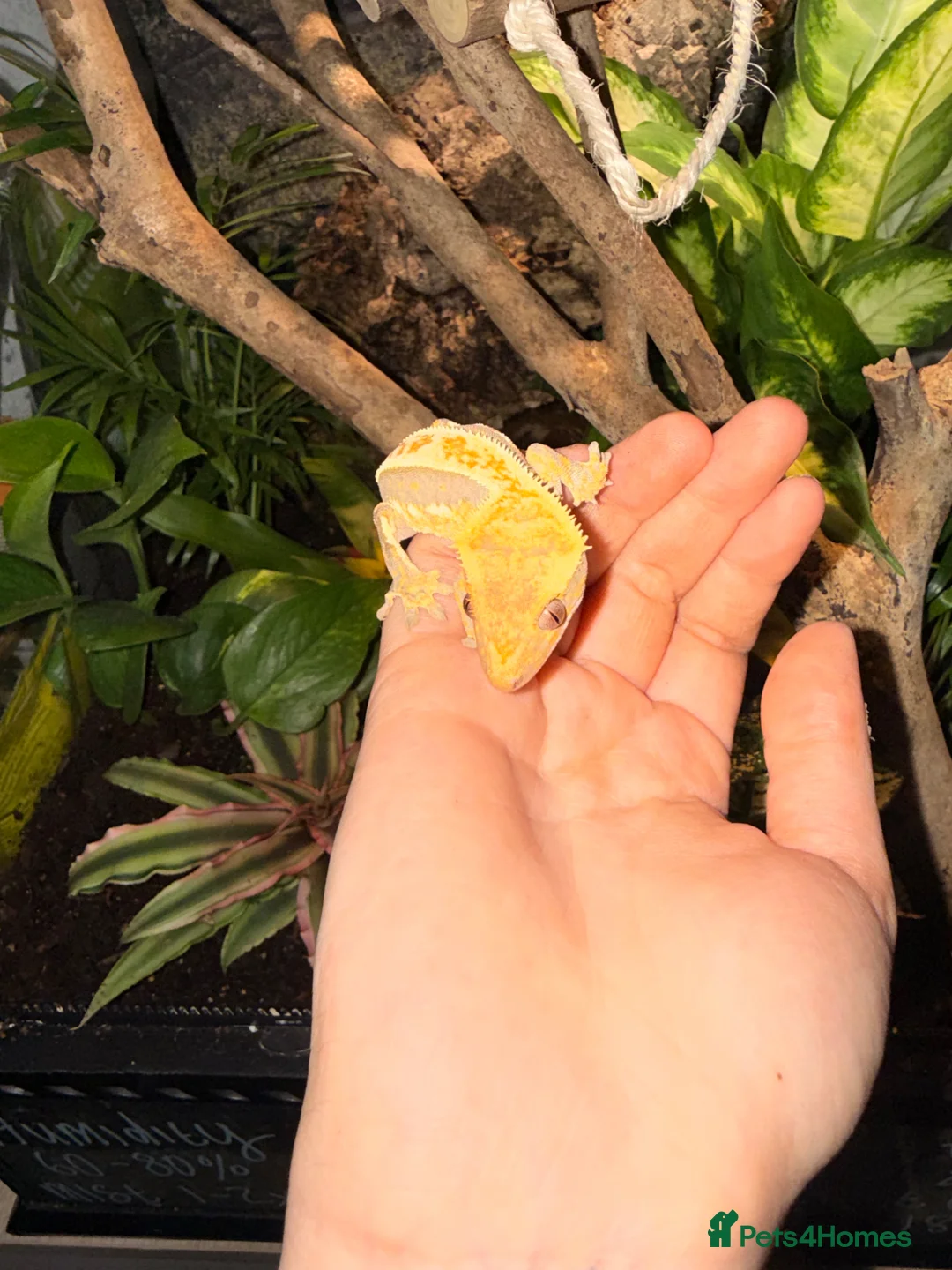 Gecko reptiles for sale: Baby Harley crested gecko and tarantula - Advert 6