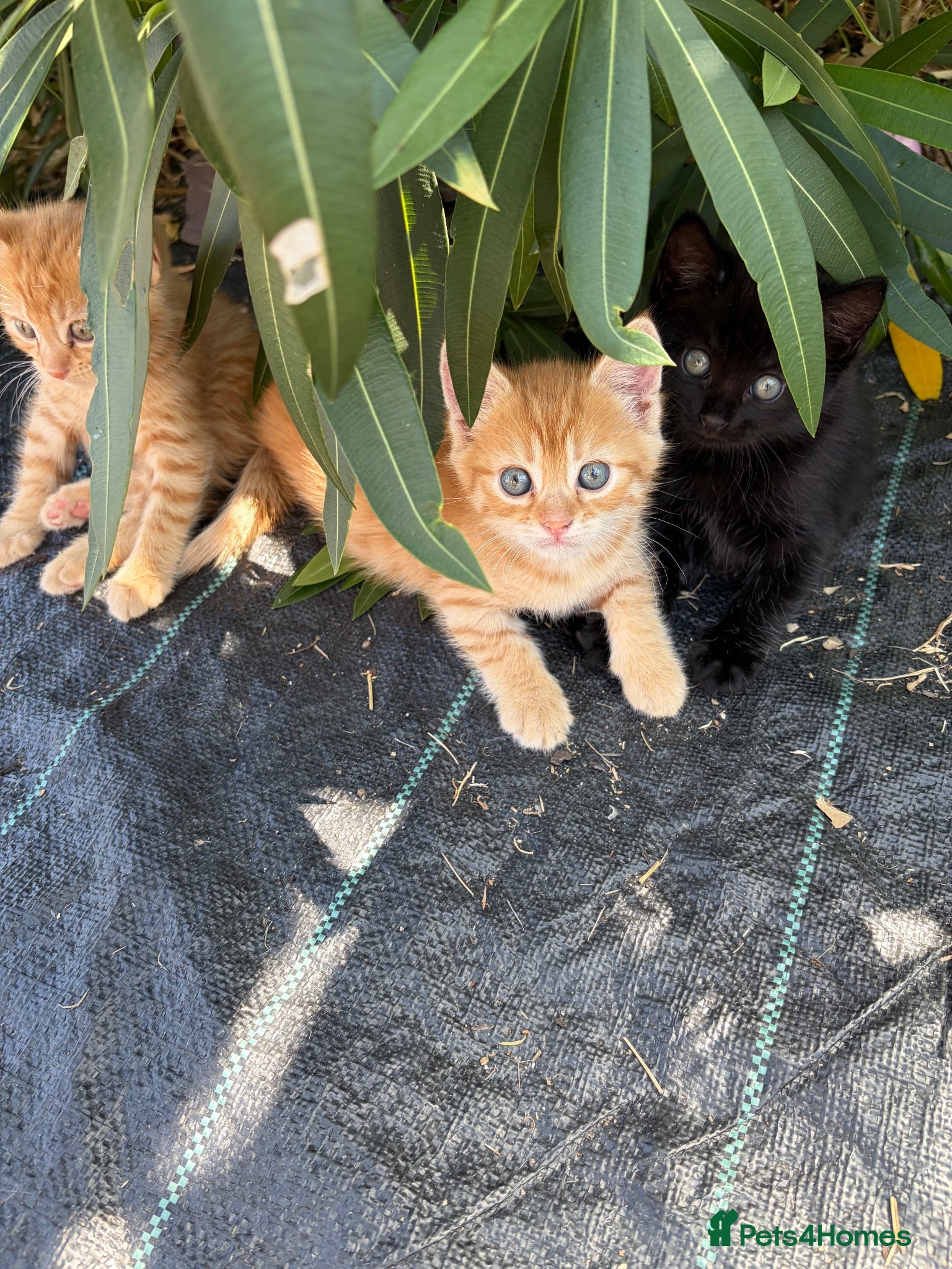 Persian cats X4 kittens  - Advert 1