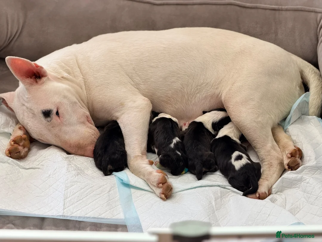 English Bull Terrier dogs for sale: English bullterrier quality puppies  - Advert 2