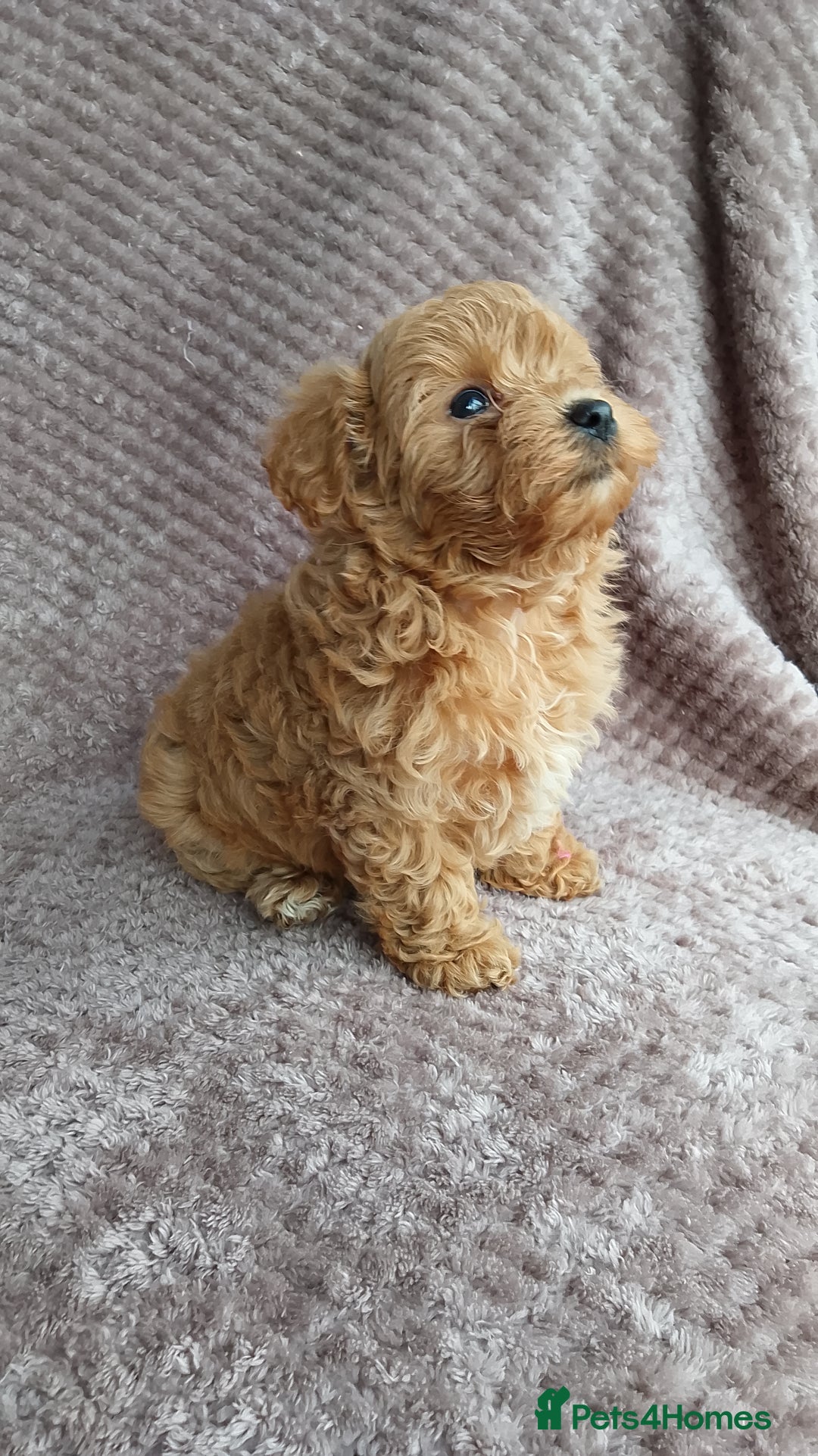 Maltipoo dogs for sale: F1 health tested toy (Asian) maltipoos🩷🩷 - Image 12