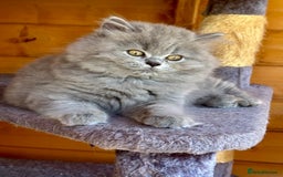 British Shorthair cats for sale: Ready For Forever Homes Soon! - Image 30