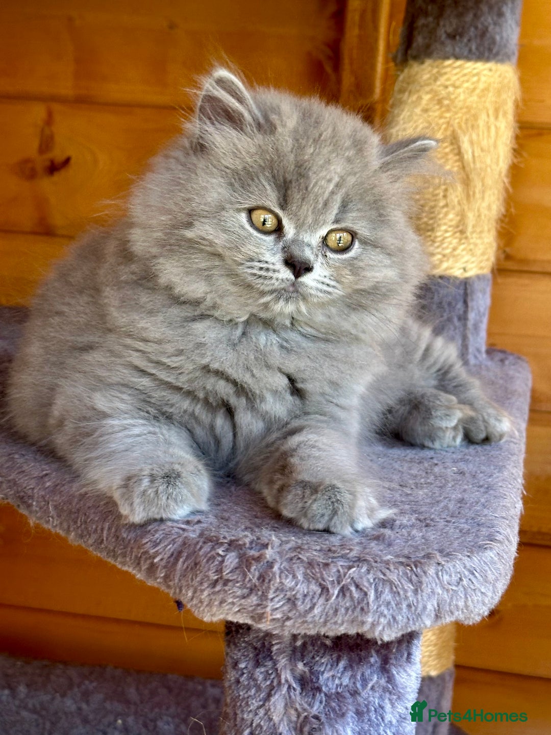 British Shorthair cats for sale: Ready For Forever Homes Soon! - Image 30