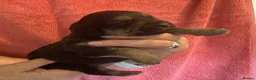 Labradoodle dogs for sale: Toy Labradoodle  - Advert 4
