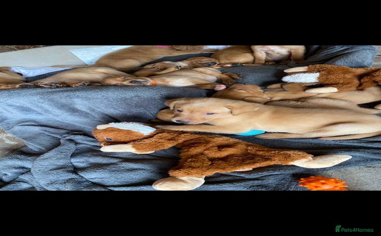 Labrador Retriever dogs - Advert 1