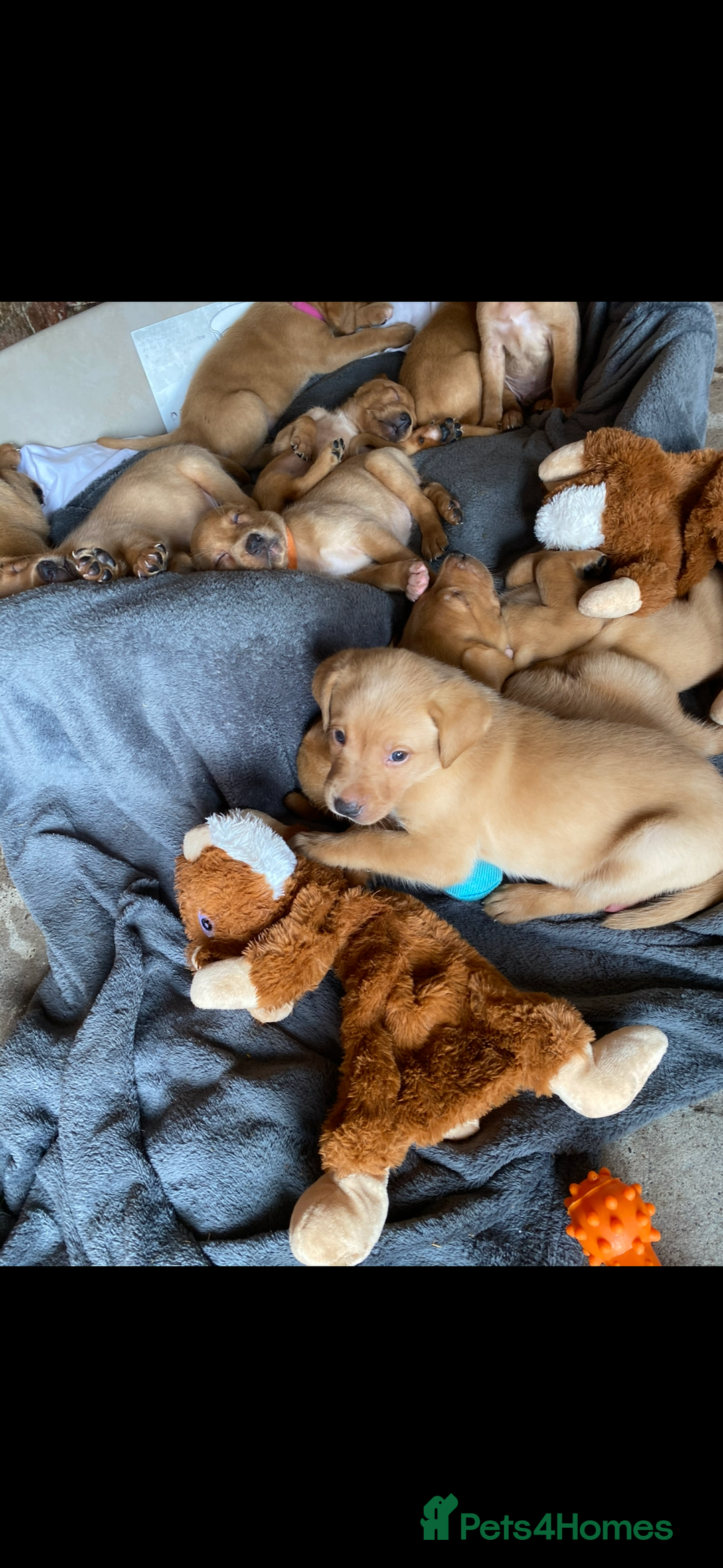 Labrador Retriever dogs for sale: Last 2 lab pups kc/ health tested parents  - Image 1