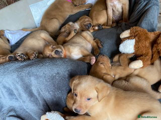 Labrador Retriever dogs - Advert 31