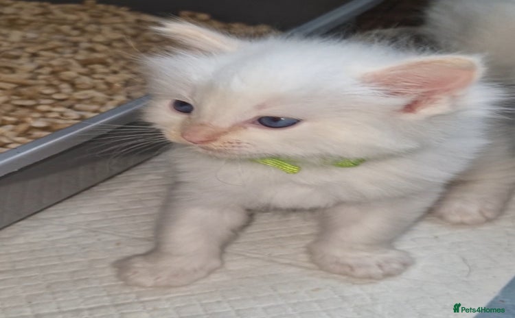 Ragdoll cats - Advert 12