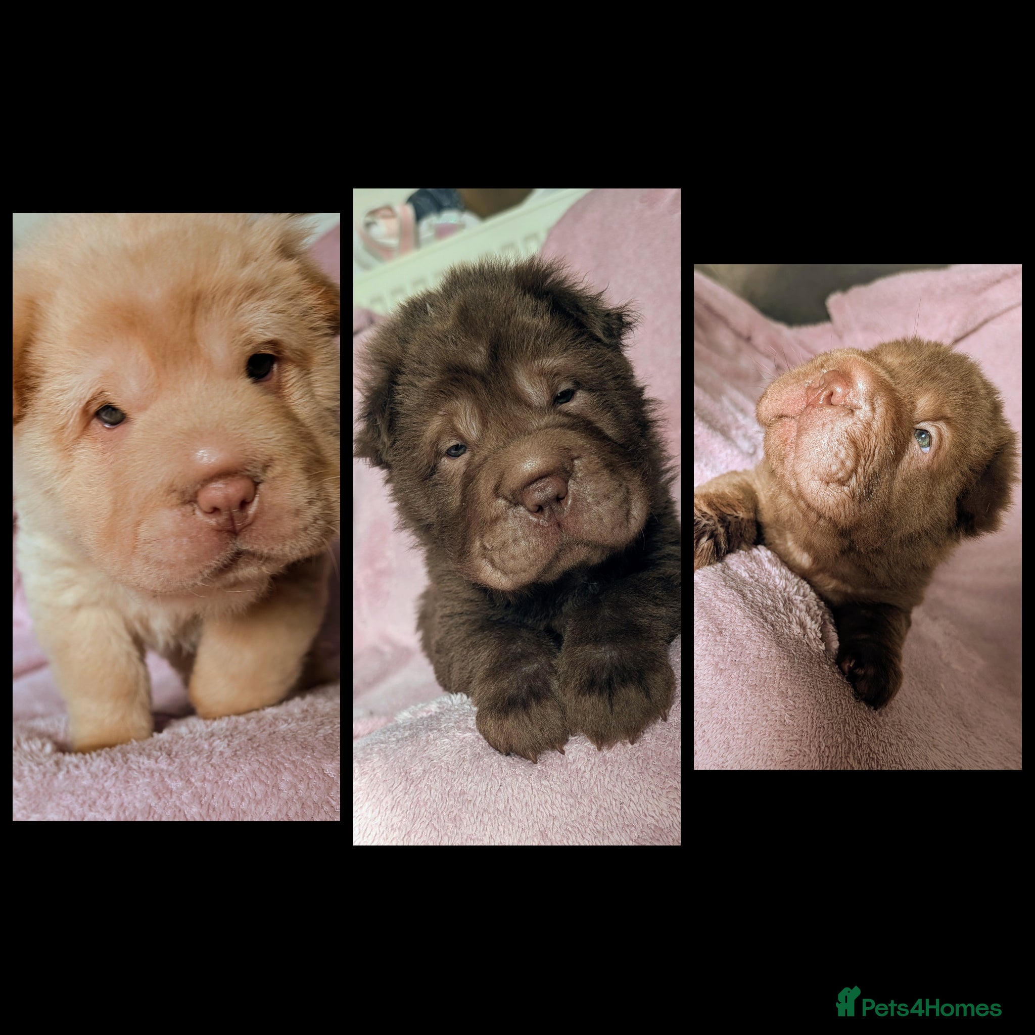 Shar Pei dogs REDUCED READY TO LEAVE NEXT WEEK  - Advert 1