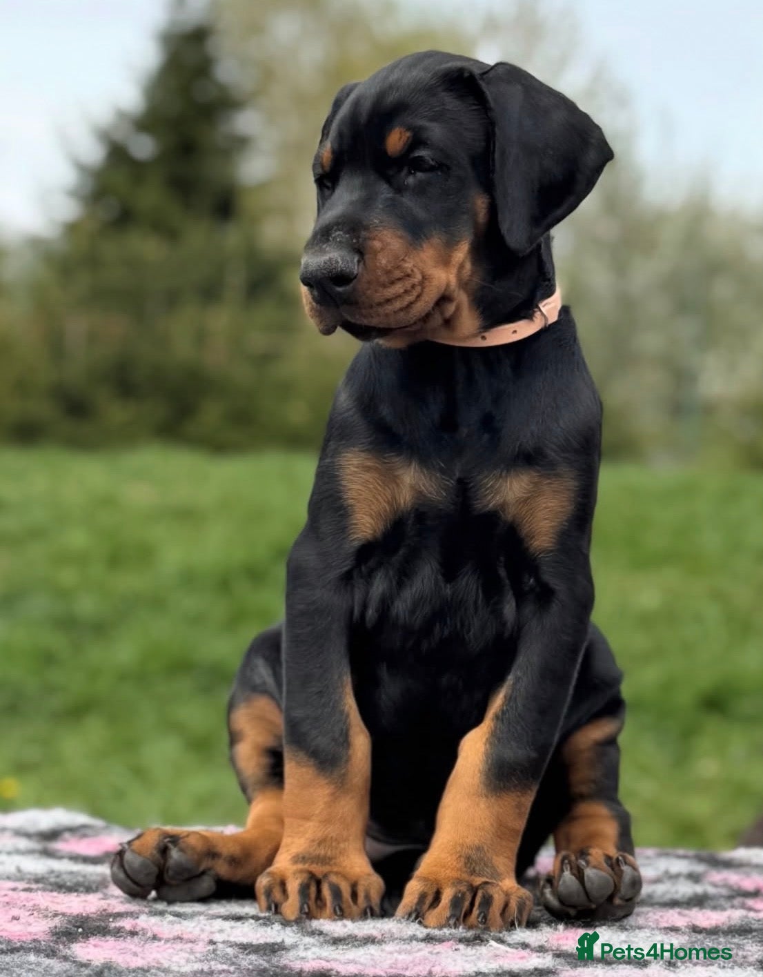 Dobermann dogs **Amazing top quality male Doberman 9 months** - Advert 13