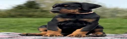 Dobermann dogs for sale: **Amazing top quality male Doberman 9 months** in Harpenden - Advert 1