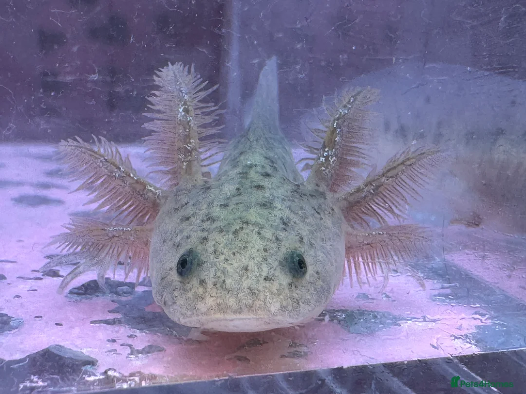 Axolotl reptiles for sale: Axolotl juveniles variety of morphs 3months old  - Advert 3