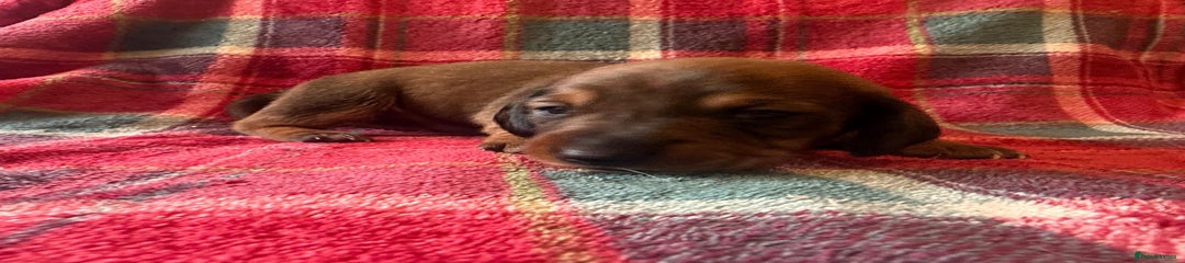 Miniature Dachshund Puppy 1