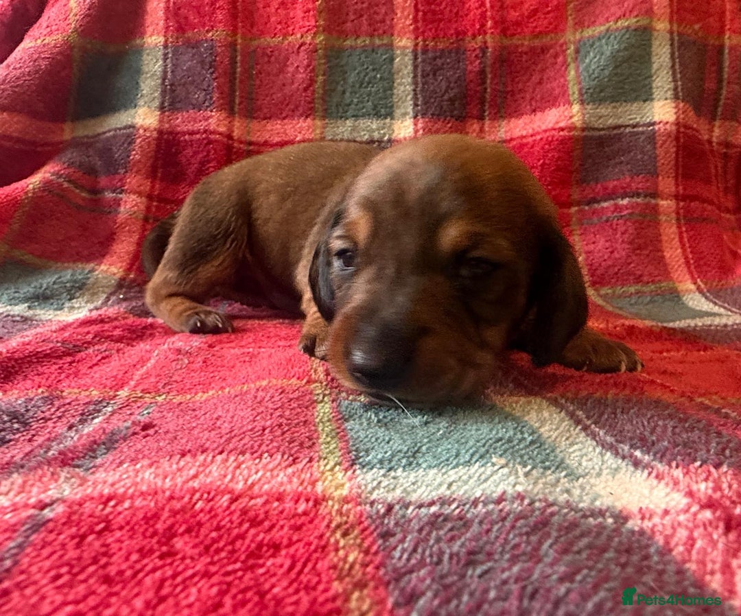 Miniature Dachshund dogs for sale: Miniature Boy dachshund  - Advert 4